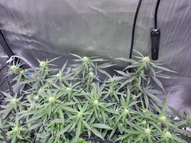 Bubblegum Femaleseeds. Week 11 - 23/03/2026