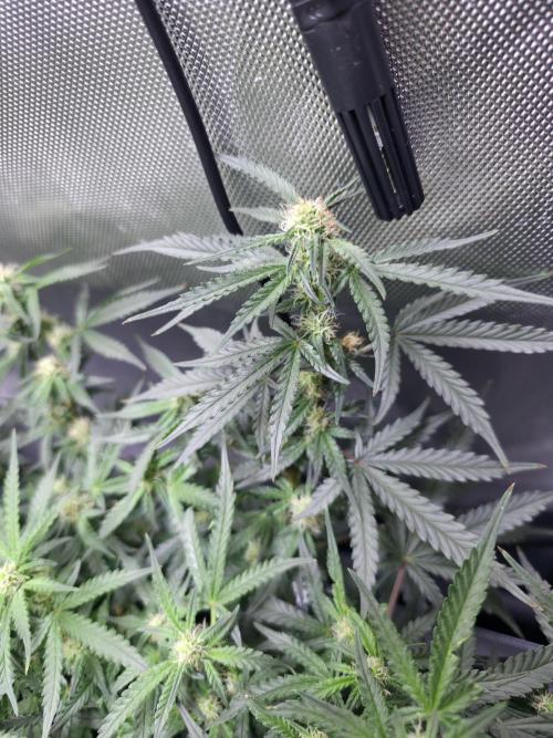 Bubblegum Femaleseeds. Week 11 - 23/03/2026