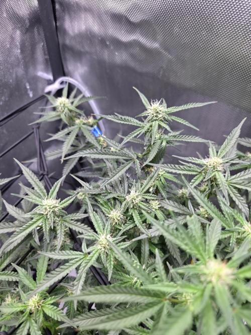 Bubblegum Femaleseeds. Week 11 - 23/03/2026