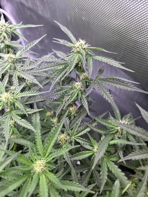 Bubblegum Femaleseeds. Week 11 - 23/03/2026