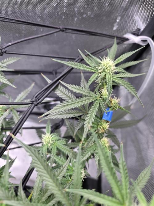 Bubblegum Femaleseeds. Week 11