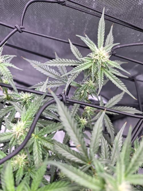 Bubblegum Femaleseeds. Week 11 - 23/03/2026