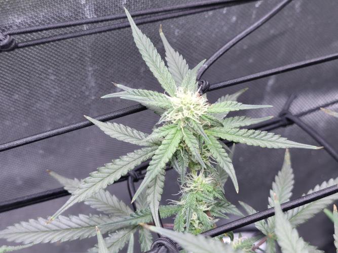 Bubblegum Femaleseeds. Week 11 - 23/03/2026