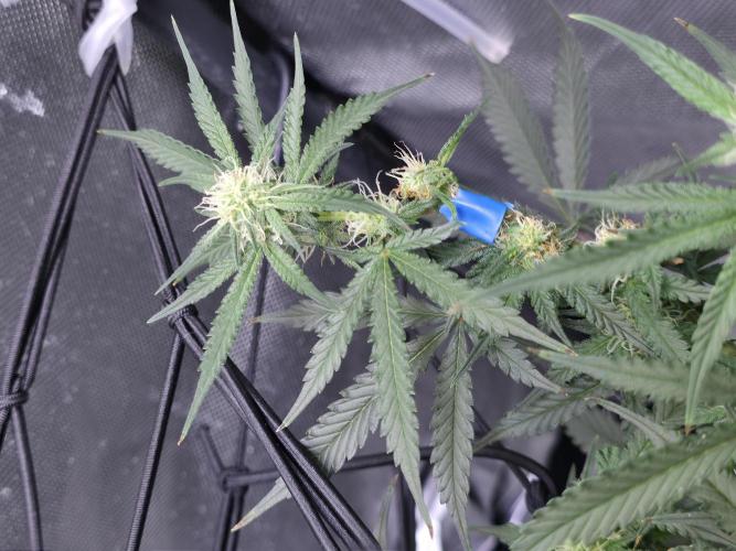 Bubblegum Femaleseeds. Week 11 - 23/03/2026