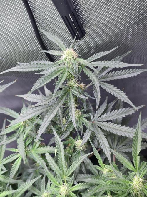 Bubblegum Femaleseeds. Week 11 - 23/03/2026