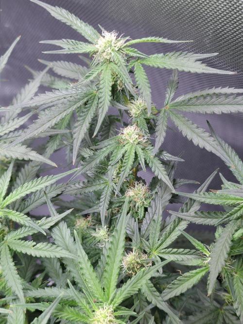 Bubblegum Femaleseeds. Week 11 - 23/03/2026