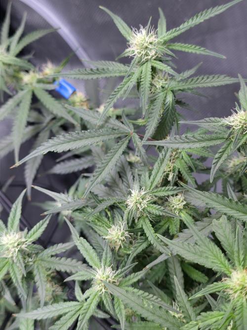 Bubblegum Femaleseeds. Week 11 - 23/03/2026