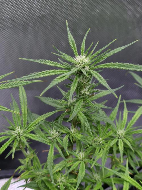 Bubblegum Femaleseeds. Week 11 - 23/03/2026