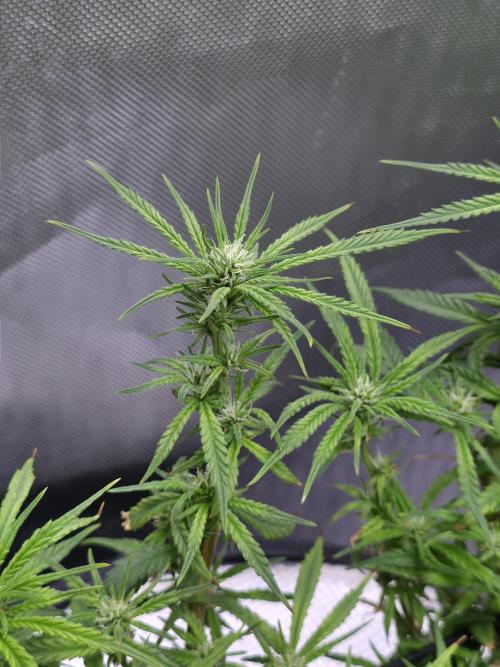 Bubblegum Femaleseeds. Week 11 - 23/03/2026