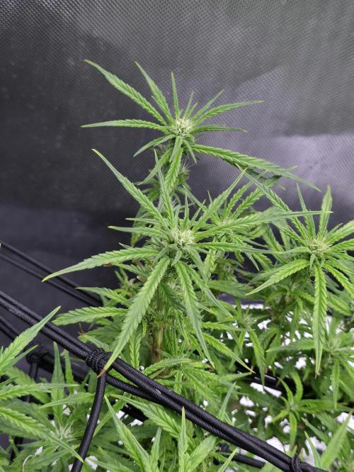 Bubblegum Femaleseeds. Week 11 - 23/03/2026