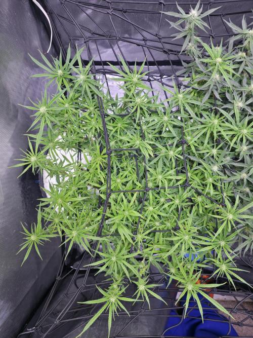 Bubblegum Femaleseeds. Week 11 - 23/03/2026