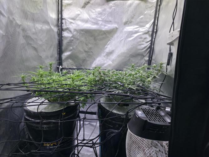 Bubblegum Femaleseeds. Week 11 - 23/03/2026