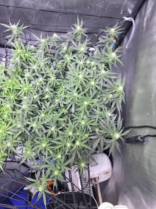 Bubblegum Femaleseeds. Week 11 - 23/03/2026