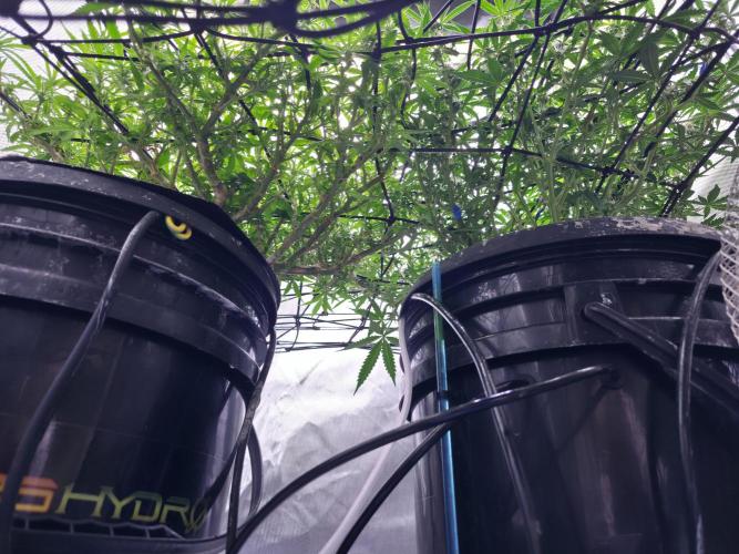 Bubblegum Femaleseeds. Week 11 - 23/03/2026