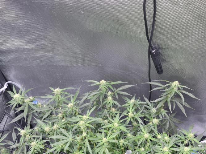 Bubblegum Femaleseeds. Week 11 - 24/03/2026
Lite defoll and tucked!
