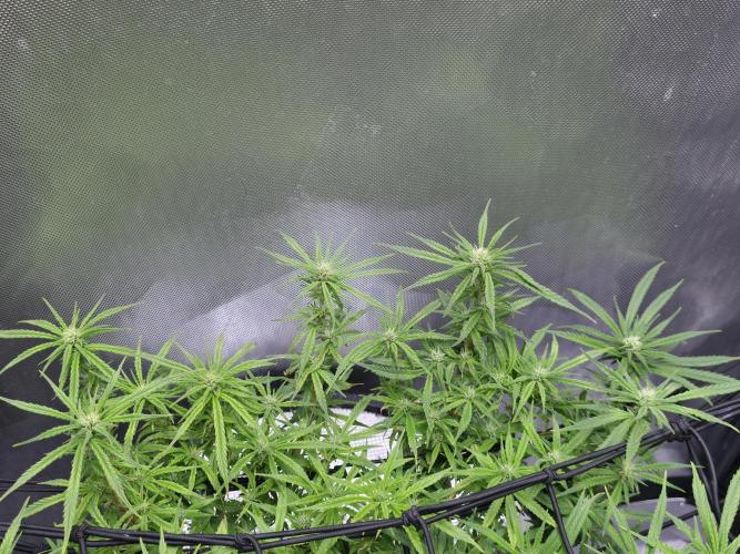 Bubblegum Femaleseeds. Week 11 - 24/03/2026
Lite defoll and tucked!