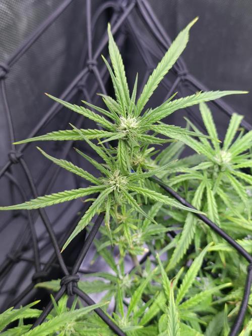 Bubblegum Femaleseeds. Week 11 - 24/03/2026
Lite defoll and tucked!