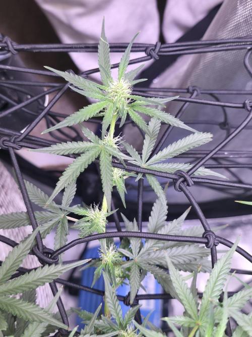 Bubblegum Femaleseeds. Week 11 - 24/03/2026
Lite defoll and tucked!