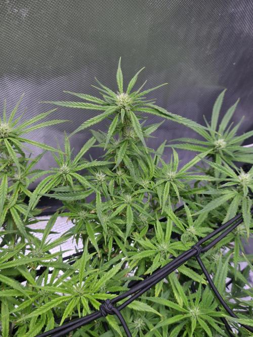 Bubblegum Femaleseeds. Week 11 - 24/03/2026
Lite defoll and tucked!