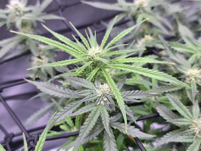 Bubblegum Femaleseeds. Week 11 - 24/03/2026
Lite defoll and tucked!