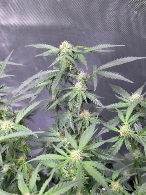 Bubblegum Femaleseeds. Week 11 - 24/03/2026
Lite defoll and tucked!