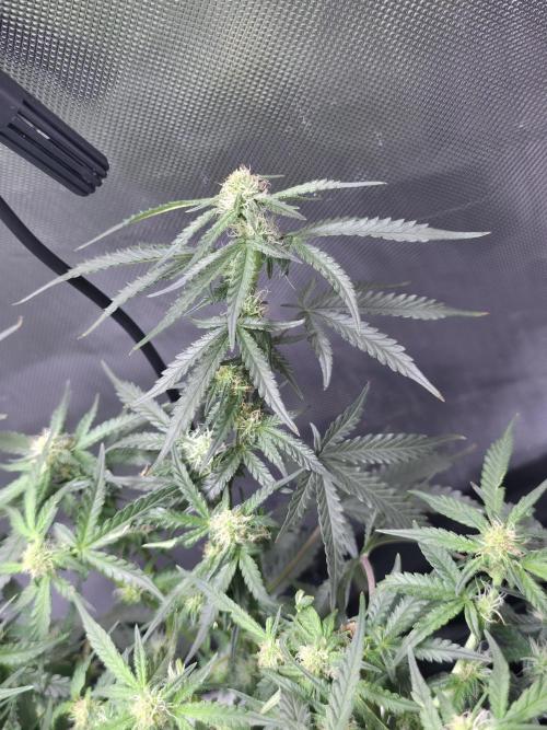 Bubblegum Femaleseeds. Week 11 - Lite defoll and tucked!
Smelling very fruity and earthy amd sugar leaves are sta