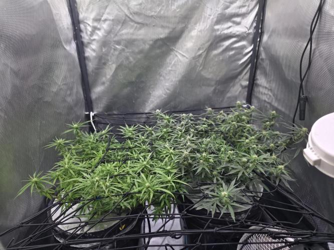 Bubblegum Femaleseeds. Week 11 - 24/03/2026
Lite defoll and tucked!