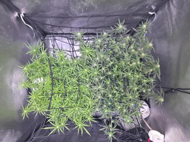Bubblegum Femaleseeds. Week 11 - 24/03/2026
Lite defoll and tucked!