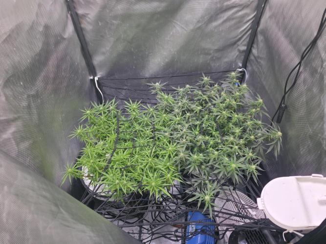 Bubblegum Femaleseeds. Week 11 - 24/03/2026
Lite defoll and tucked!