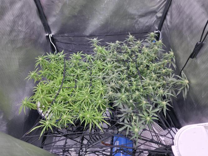 Bubblegum Femaleseeds. Week 11 - 25/03/2026
Back to the Future is very serarated, very land racer profile and hat