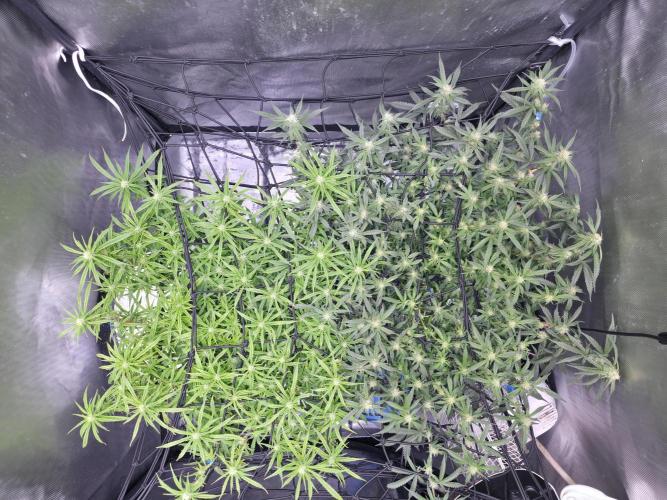Bubblegum Femaleseeds. Week 11 - 25/03/2026
Back to the Future is very serarated, very land racer profile and hat
