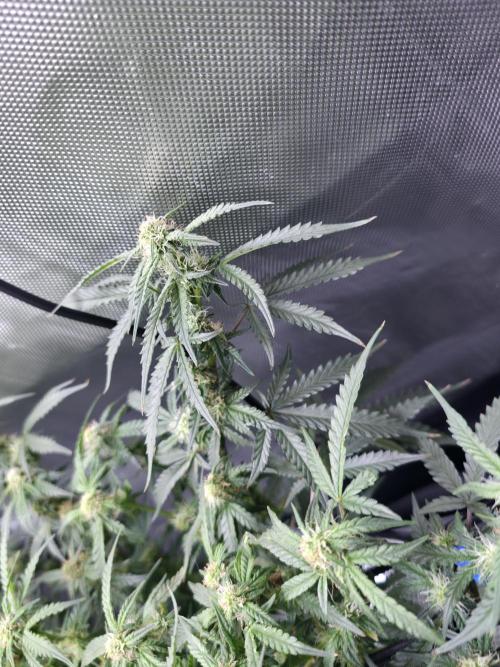 Bubblegum Femaleseeds. Week 11 - 25/03/2026
Back to the Future is very serarated, very land racer profile and hat