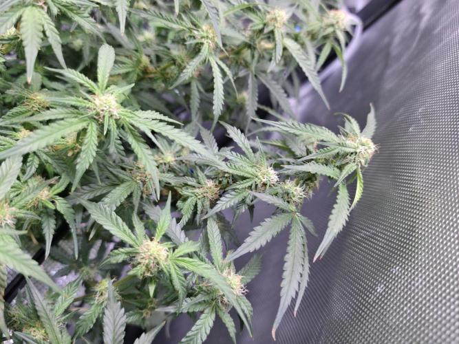 Bubblegum Femaleseeds. Week 11 - 25/03/2026
Back to the Future is very serarated, very land racer profile and hat