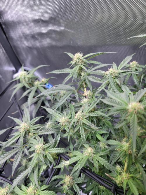 Bubblegum Femaleseeds. Week 11 - 25/03/2026
Back to the Future is very serarated, very land racer profile and hat