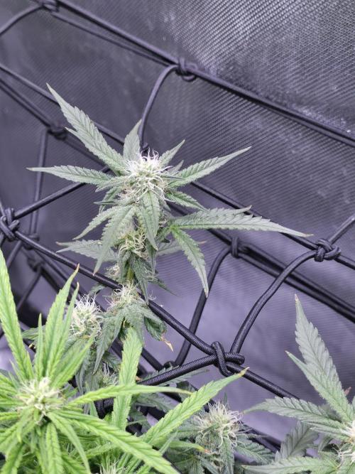 Bubblegum Femaleseeds. Week 11 - 25/03/2026
Back to the Future is very serarated, very land racer profile and hat