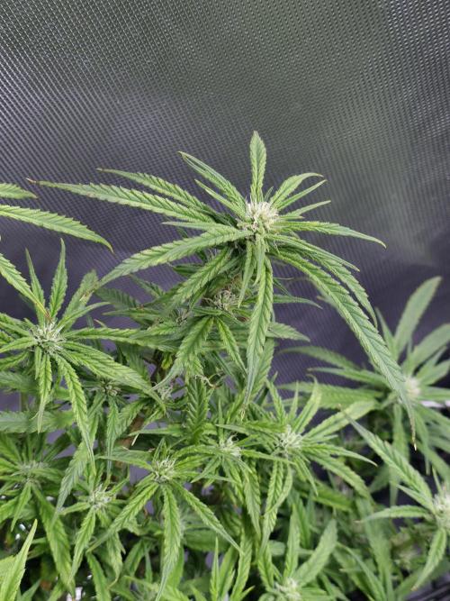 Bubblegum Femaleseeds. Week 11 - 25/03/2026
Back to the Future is very serarated, very land racer profile and hat