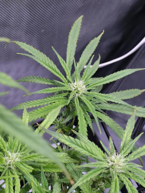 Bubblegum Femaleseeds. Week 11 - 25/03/2026
Back to the Future is very serarated, very land racer profile and hat