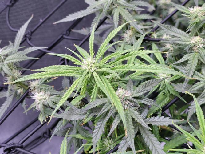 Bubblegum Femaleseeds. Week 11 - 25/03/2026
Back to the Future is very serarated, very land racer profile and hat