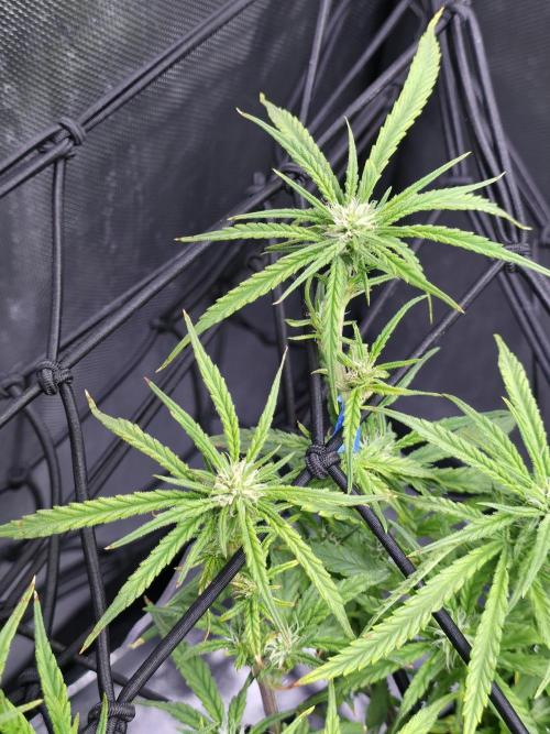 Bubblegum Femaleseeds. Week 11 - 25/03/2026
Back to the Future is very serarated, very land racer profile and hat