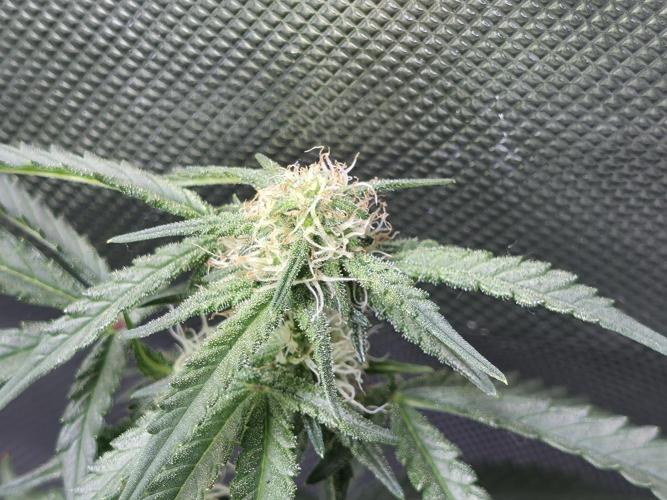 Bubblegum Femaleseeds. Week 11 - 25/03/2026
Back to the Future is very serarated, very land racer profile and hat
