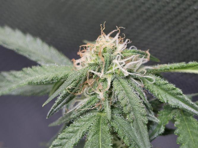 Bubblegum Femaleseeds. Week 11 - 25/03/2026
Back to the Future is very serarated, very land racer profile and hat