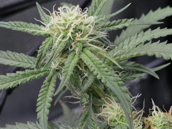 Bubblegum Femaleseeds. Week 11 - 25/03/2026
Back to the Future is very serarated, very land racer profile and hat
