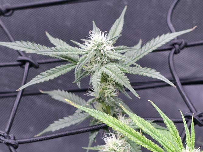 Bubblegum Femaleseeds. Week 11 - 25/03/2026
Back to the Future is very serarated, very land racer profile and hat