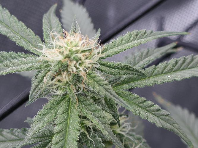 Bubblegum Femaleseeds. Week 11 - 25/03/2026
Back to the Future is very serarated, very land racer profile and hat