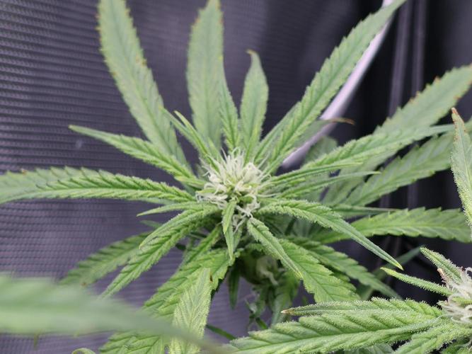 Bubblegum Femaleseeds. Week 11 - 25/03/2026
Back to the Future is very serarated, very land racer profile and hat
