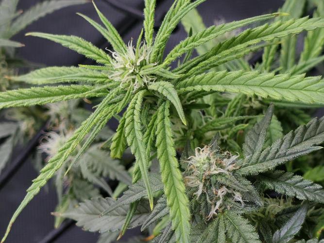 Bubblegum Femaleseeds. Week 11 - 25/03/2026
Back to the Future is very serarated, very land racer profile and hat