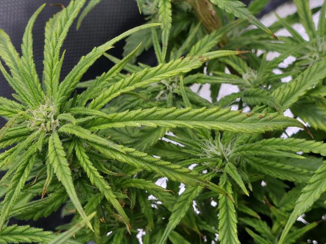 Bubblegum Femaleseeds. Week 11 - 25/03/2026
Back to the Future is very serarated, very land racer profile and hat