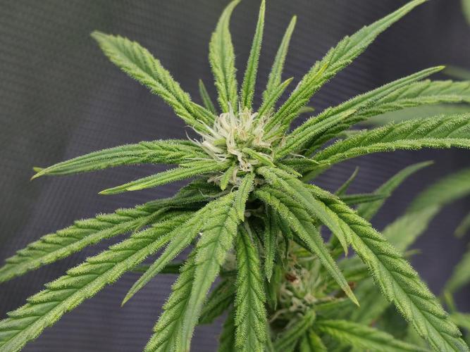 Bubblegum Femaleseeds. Week 11 - 25/03/2026
Back to the Future is very serarated, very land racer profile and hat