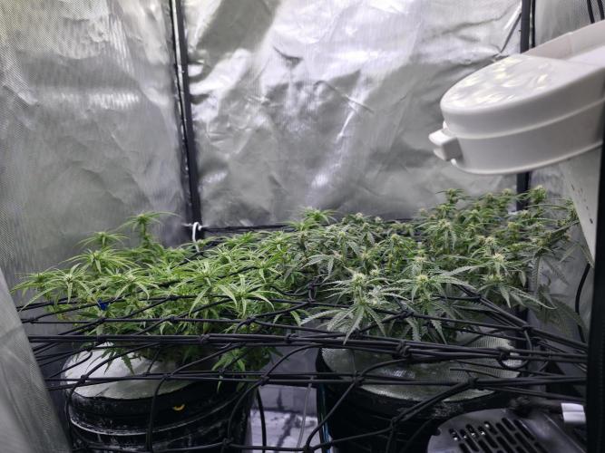 Bubblegum Femaleseeds. Week 11 - 25/03/2026
Back to the Future is very serarated, very land racer profile and hat