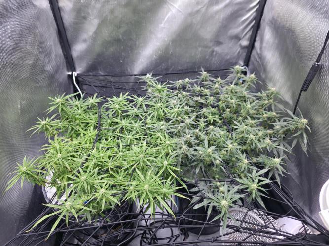 Bubblegum Femaleseeds. Week 11 - 26/03/2026
Defolled a few leaves from bubblegum!
Light increased to 90% 